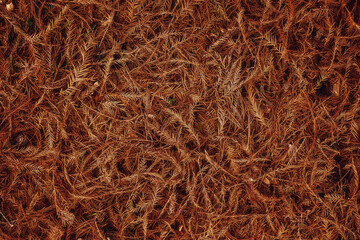 Red dried pine needles, top view.