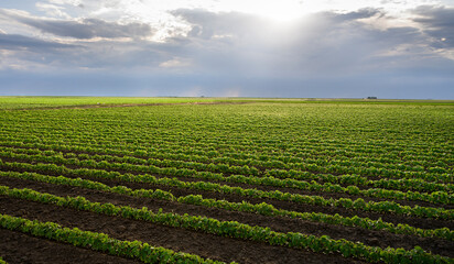 Rain coming over a soybean crop in spring