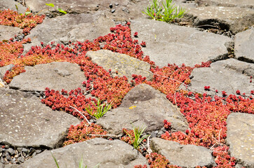Patches of red sedum plants growing between basaltic rocks on a riverbank in Zaltbommel, the Netherlands, on a sunny day