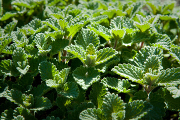 Catmint Plant Leaves Emerging in the Spring Perennial Plant