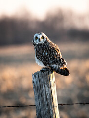 A Short-eared Owl staring intently and sitting proudly on a fence post surveying the field in the back ground for its next meal. One had just ruffled its feathers.
