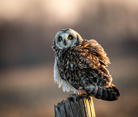 A Short-eared Owl staring intently and sitting proudly on a fence post surveying the field in the back ground for its next meal. One had just ruffled its feathers.