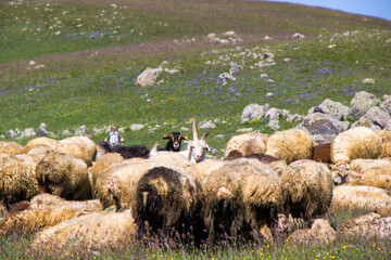 Sheep and goats in the valley. Domestic animal life. Farm in mountains.