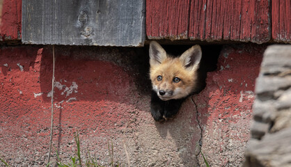 A singular red fox kit peeking out of a gap in the foundation of an old red boarded barn on a bright sunny day. © Randy