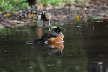 A Robin bird having a bath 