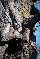 A mature female Great Horned Owl sitting majestically beside a natural opening containing her nest in an old tree trunk of a maple tree. The sunlight is in her face and she is sleeping.