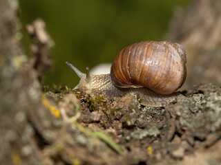 Grape snail early morning