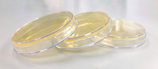 the agar plate, agar medium