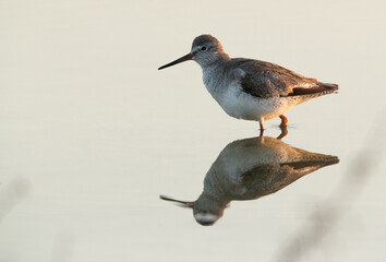 Redshank and reflection on water at Buhair lake, Bahrain