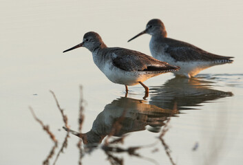 Redshanks moving in water of Buhair lake, Bahrain