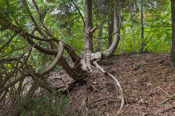 Twisted gnarled oak tree in forest along Ausable River in Grand Bend, Ontario, Canada
