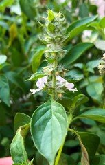 Lemon basil, Hoary basil, Hairy basil