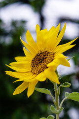 sunflower in the garden. INDIA. Sunflower natural bokeh background. Sunflower blooming. Close-up of sunflower. 