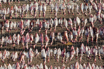 Dried squid is dried seafood by sun drying