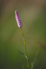 close up of a purple flower