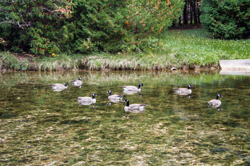Canada Geese floating on the Ausable River in Grand Bend, Ontario
