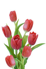 bouquet of red tulips izolated