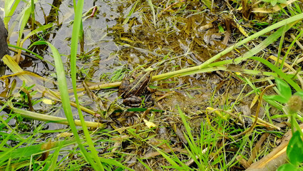 two frogs in the river thickets