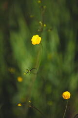 yellow flowers in the field