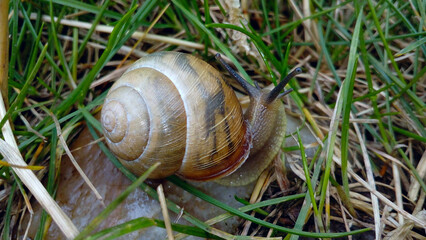 a snail crawling in the grass on a rock