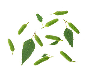 Birch tree green leaves and seeds set and collection isolated on white background, top view