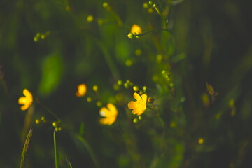 yellow flowers on green grass