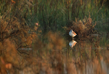 Common Greenshank in its beautiful habitats at Buhair lake, Bahrain