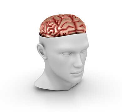 3D Cartoon Human Head with Brain