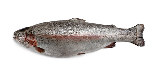 Rainbow trout river fish isolated on white
