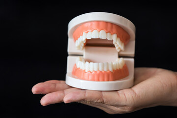 Fototapeta na wymiar teeth anatomy model on hand on black