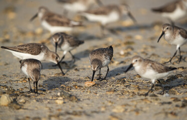 Dunlins feeding at Busaiteen coast