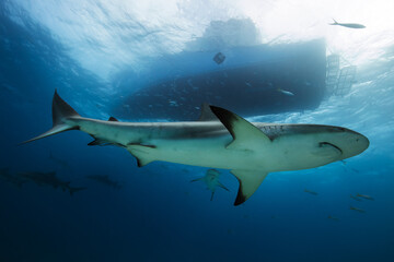 Obraz premium Shark below the boat in Tiger Beach, Bahamas.