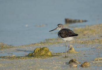 Common Greenshank at Busaiteen coast, Bahrain