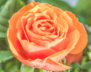 Beautiful orange rose with water drops in closeup. Extreme close-up of a beautiful rose with dewdrops.