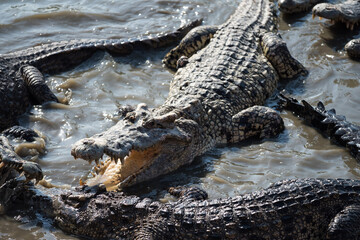 big crocodiles fighting on swamp