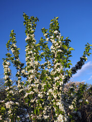 white blossoming branches of an Apple tree on a blue sky background
