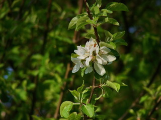 white cherry flowers in the spring