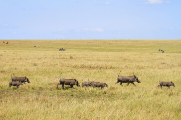 Warthog family running with tails sticking up on grass with blue sky. Lake Nakuru National Park, Kenya, Africa. 