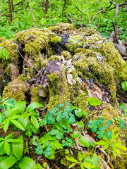 stump with moss in the forest