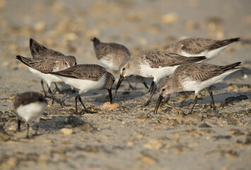 Dunlins feeding, Bahrain