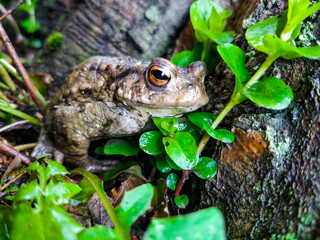 European common frog
