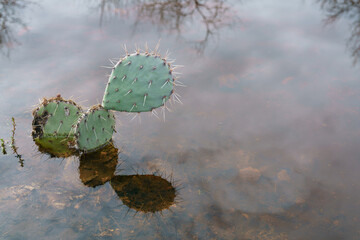 Prickly Pear Cactus reflection in a pool of rainwater