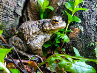 European common frog