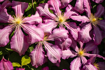 Beautiful Climatis flower close-up in the sunlight on a summer day. Side view.