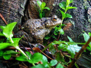 European common frog