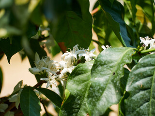 Coffee tree with white flowers.