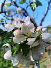 apple tree blossom