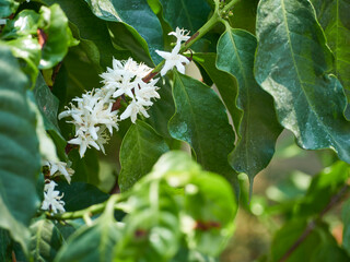 Coffee tree with white flowers.