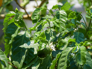 Coffee tree with white flowers.