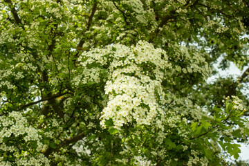 Common hawthorn branch covered with tiny white flowers. Hawthorn blossom, close-up. Flowers of Midland hawthorn, Crataegus laevigata, Common hawthorn, Crataegus monogyna. Selective shallow focus